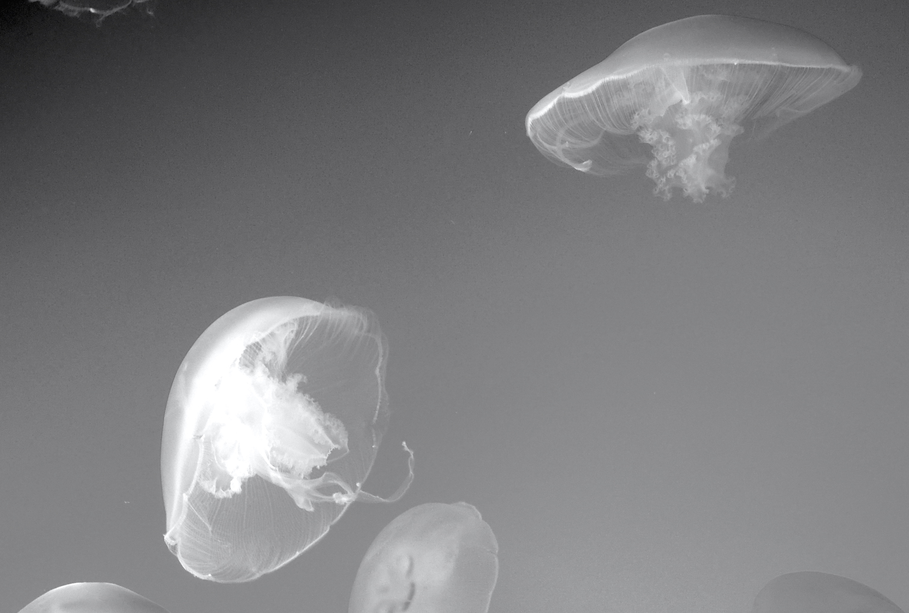 Jelly fish swimming around